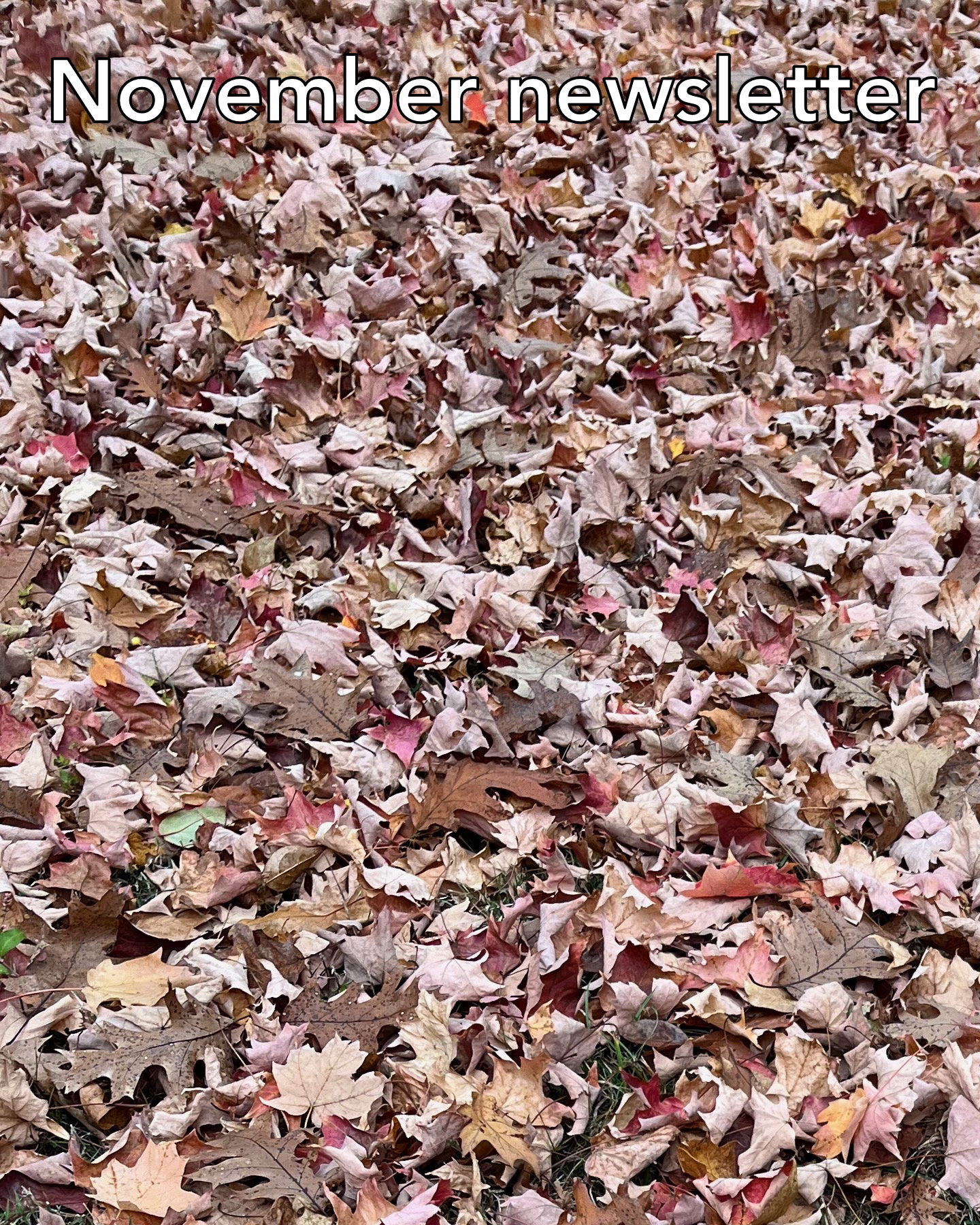 November 2024 Newsletter