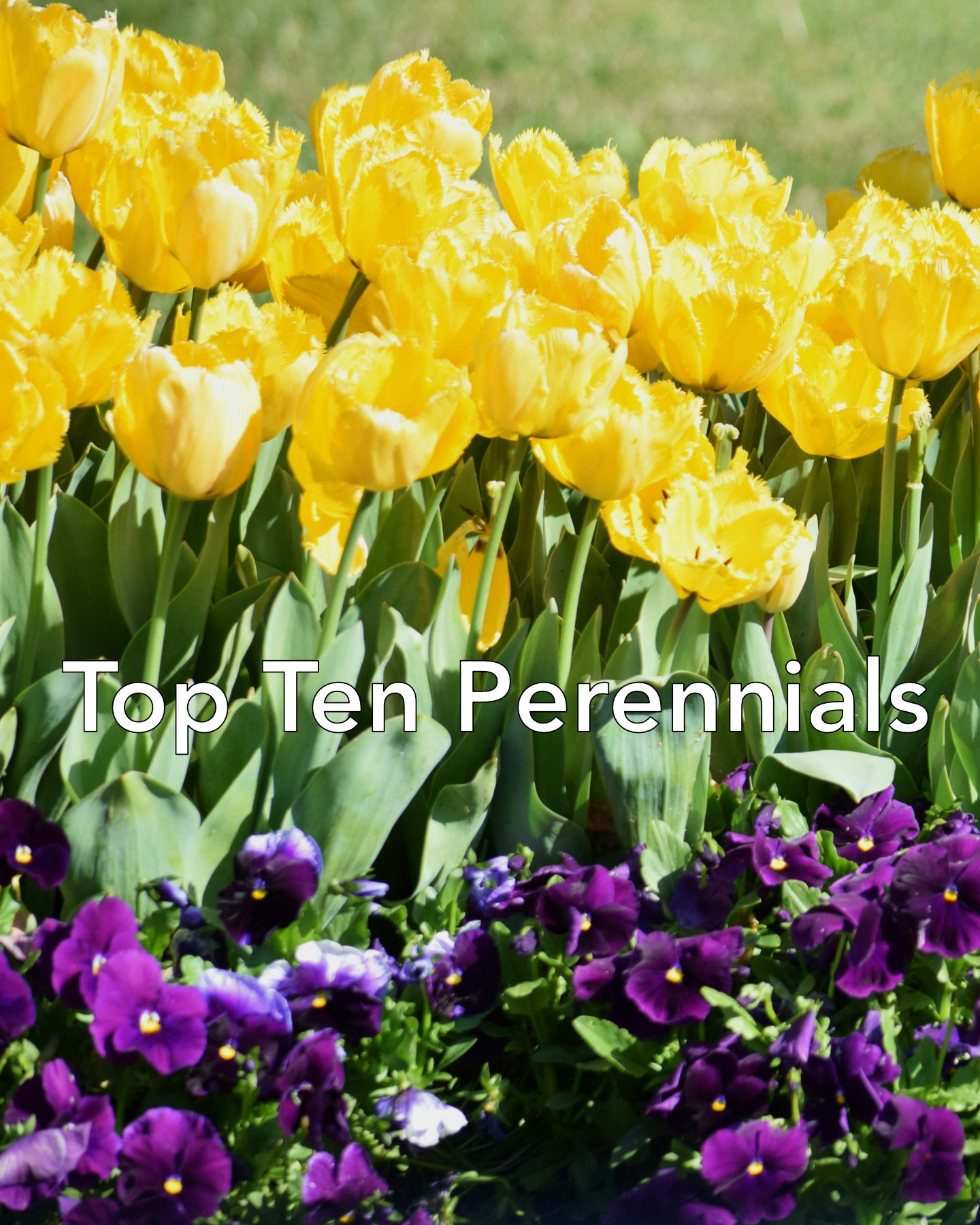 Top Ten Fall Planted Perennials